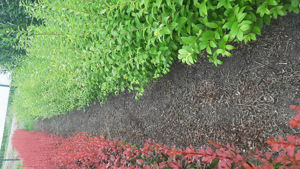 Bild von Ligustrum